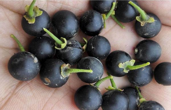 龍葵果市場價格多少錢一斤 龍葵果好吃嗎