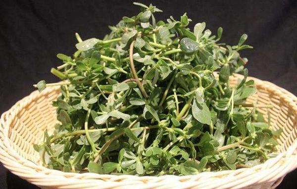 馬齒莧的功效與作用及禁忌 馬齒莧營養價值
