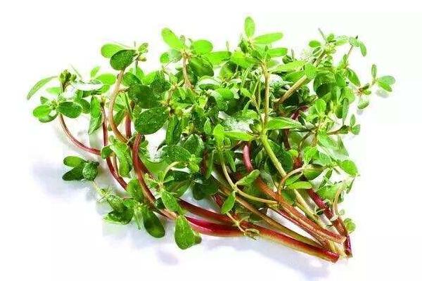 馬齒莧的功效與作用及禁忌 馬齒莧營養(yǎng)價值