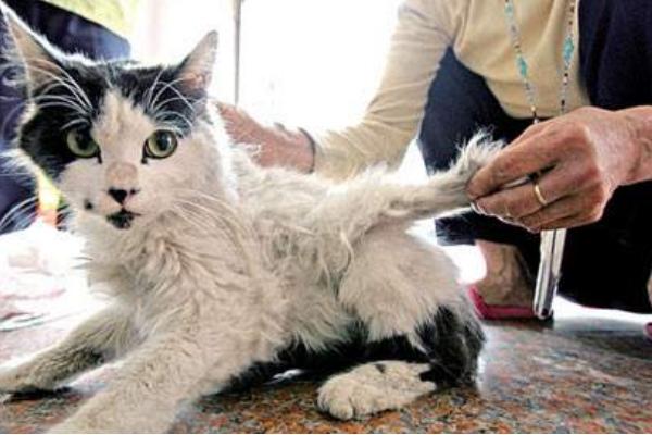 天使貓市場價格多少錢一只 天使貓真的存在嗎