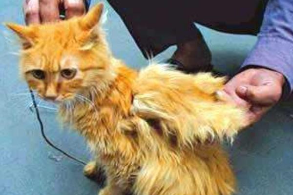 天使貓市場價格多少錢一只 天使貓真的存在嗎