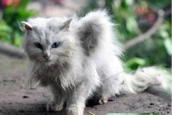 天使貓市場價格多少錢一只 天使貓真的存在嗎