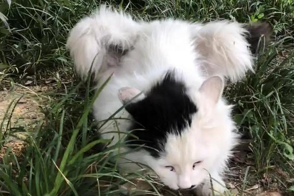 天使貓市場價格多少錢一只 天使貓真的存在嗎