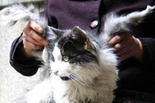 天使貓市場價格多少錢一只 天使貓真的存在嗎