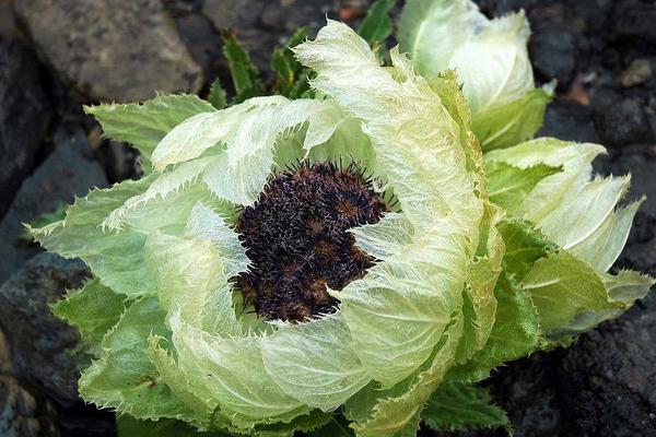 冰山雪蓮有香味嗎 冰山雪蓮可以吃嗎