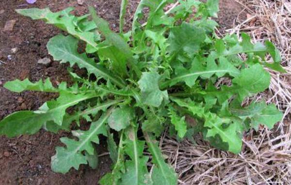 曲曲菜的功效與作用及禁忌 曲曲菜營養(yǎng)價(jià)值