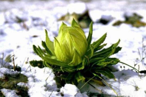 冰山雪蓮有香味嗎 冰山雪蓮可以吃嗎