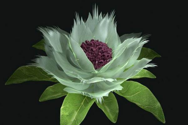 冰山雪蓮有香味嗎 冰山雪蓮可以吃嗎