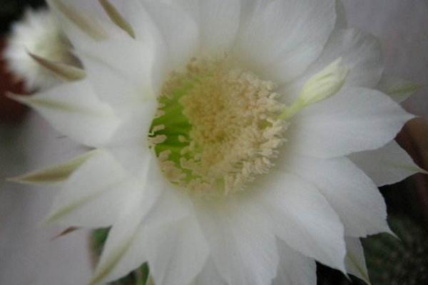 冰山雪蓮有香味嗎 冰山雪蓮可以吃嗎