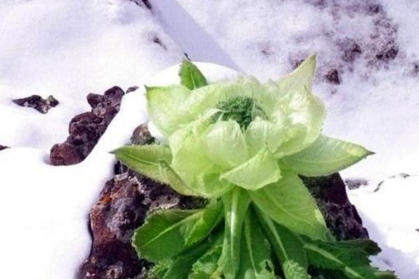 冰山雪蓮有香味嗎 冰山雪蓮可以吃嗎