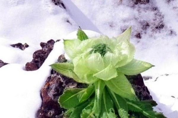 冰山雪蓮功效與作用及禁忌 冰山雪蓮藥用價值