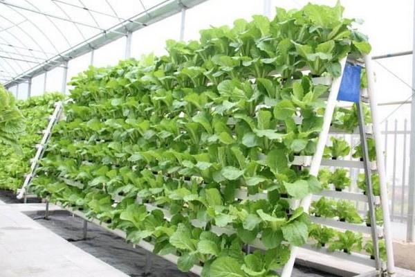 無土栽培一畝要投入多少 無土栽培蔬菜有利潤嗎