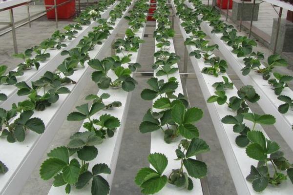 無土栽培一畝要投入多少 無土栽培蔬菜有利潤嗎