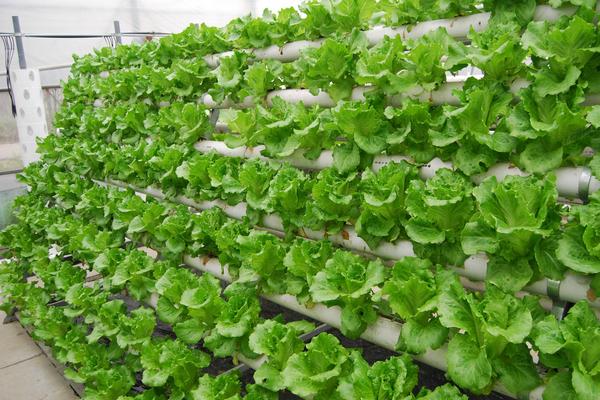 無土栽培一畝要投入多少 無土栽培蔬菜有利潤嗎