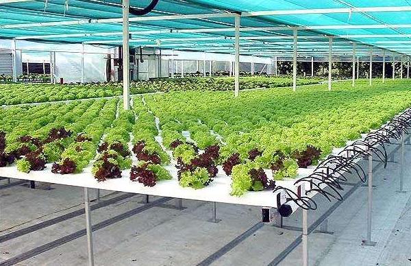 無土栽培一畝要投入多少 無土栽培蔬菜有利潤嗎