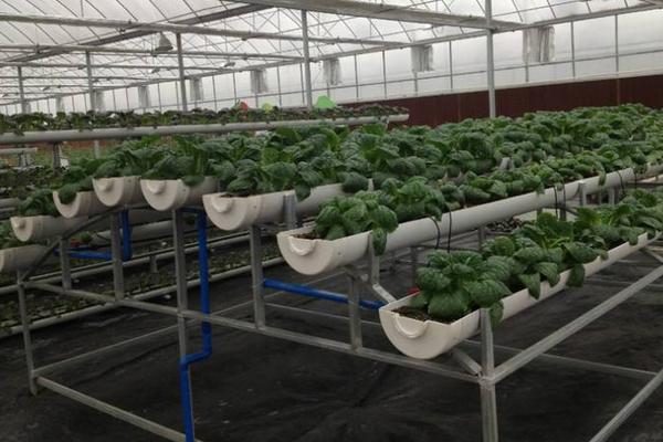 無土栽培一畝要投入多少 無土栽培蔬菜有利潤嗎