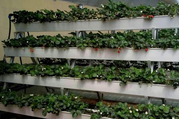 無土栽培營養(yǎng)液配方 無土栽培技術(shù)哪里學(xué)