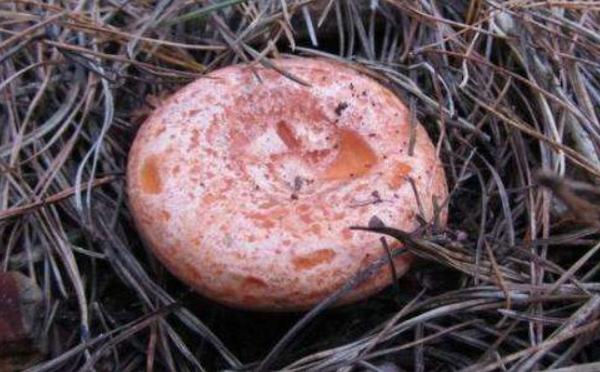 松樹菌功效與作用及禁忌 松樹菌營養價值