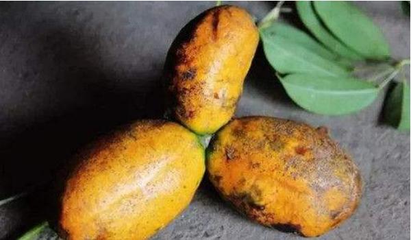 牛卵坨為什么沒人種 牛卵坨幾年結果