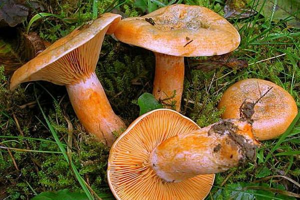 松乳菇怎么做好吃又簡單 松乳菇有毒嗎