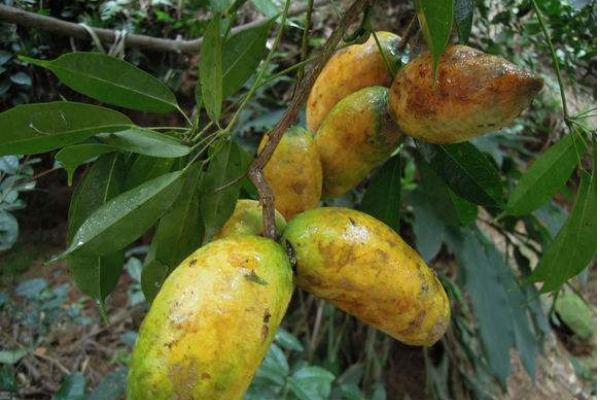 牛卵坨為什么沒人種 牛卵坨幾年結果