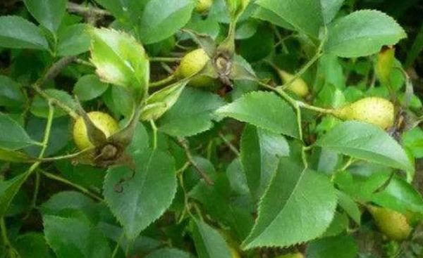 牛卵坨為什么沒人種 牛卵坨幾年結果