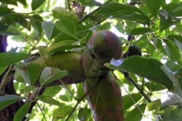 牛卵坨為什么沒人種 牛卵坨幾年結果