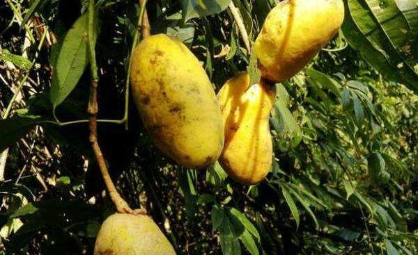 牛卵坨為什么沒人種 牛卵坨幾年結果