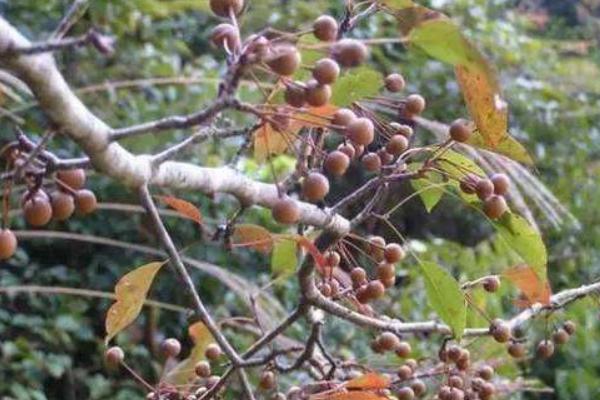 牛卵坨為什么沒人種 牛卵坨幾年結果