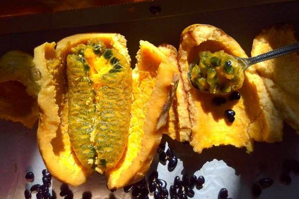 牛卵坨功效與作用及禁忌 牛卵坨營養價值