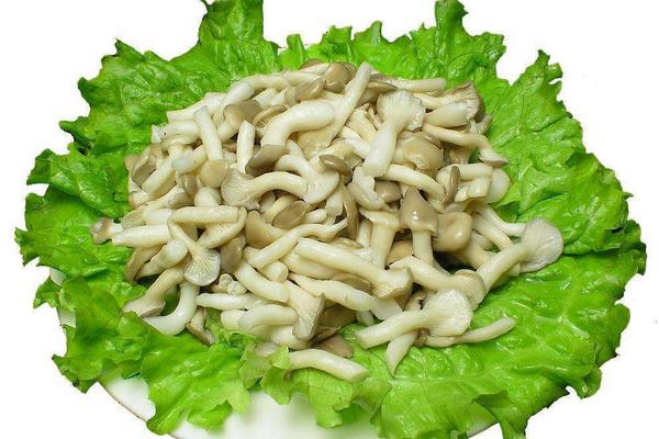 秀珍菇功效與作用及禁忌 秀珍菇營養價值