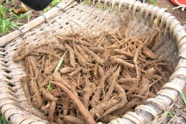 瓜蔞根的功效與作用及禁忌 瓜蔞根是天花粉嗎