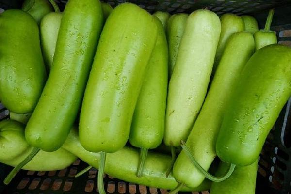 瓠子有點苦能吃嗎 瓠子孕婦能吃嗎