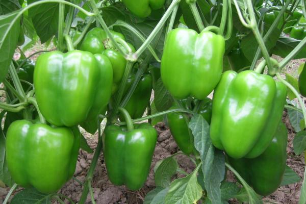 夢見青椒是什么意思 女人夢到好多青椒有什么預(yù)兆