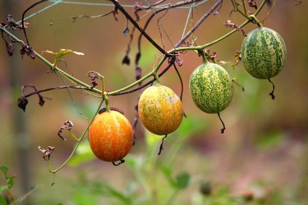 吊瓜種植技術(shù) 吊瓜產(chǎn)地在哪里