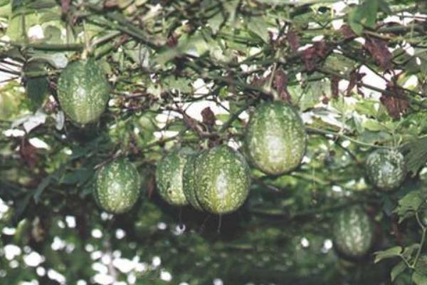 吊瓜種植技術(shù) 吊瓜產(chǎn)地在哪里