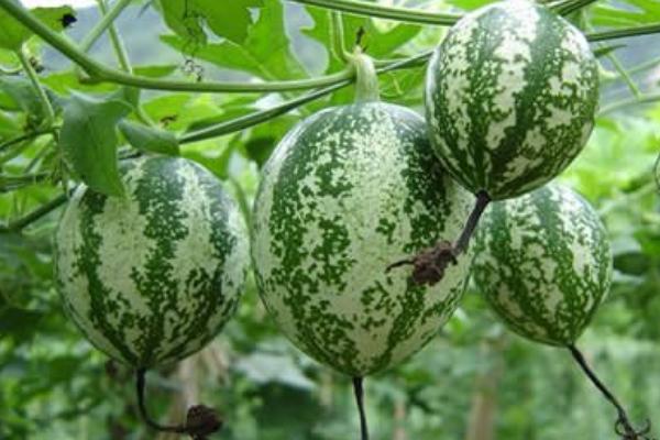 吊瓜種植技術(shù) 吊瓜產(chǎn)地在哪里
