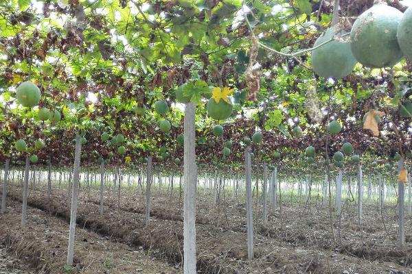 吊瓜種植技術(shù) 吊瓜產(chǎn)地在哪里