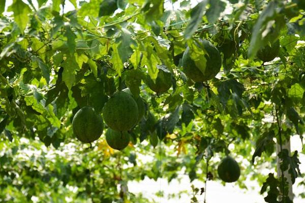 吊瓜種植技術(shù) 吊瓜產(chǎn)地在哪里