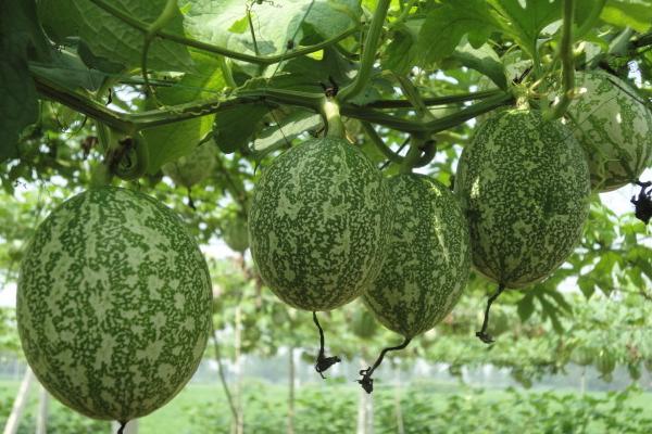 吊瓜種植技術(shù) 吊瓜產(chǎn)地在哪里