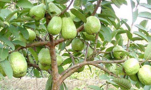 樹香瓜與普通香瓜的區(qū)別是什么 香瓜的營養(yǎng)價值