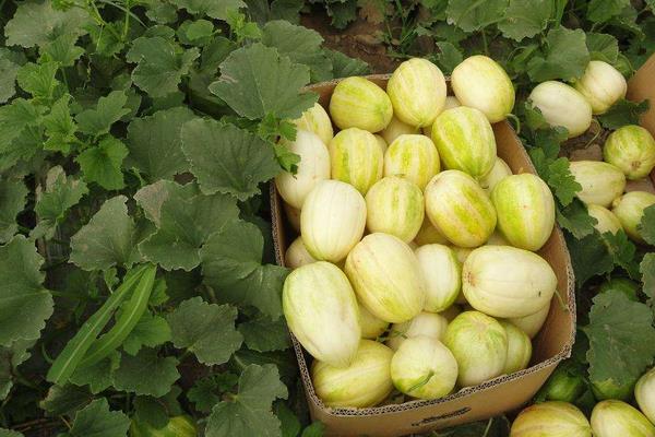 樹香瓜與普通香瓜的區(qū)別是什么 香瓜的營養(yǎng)價值