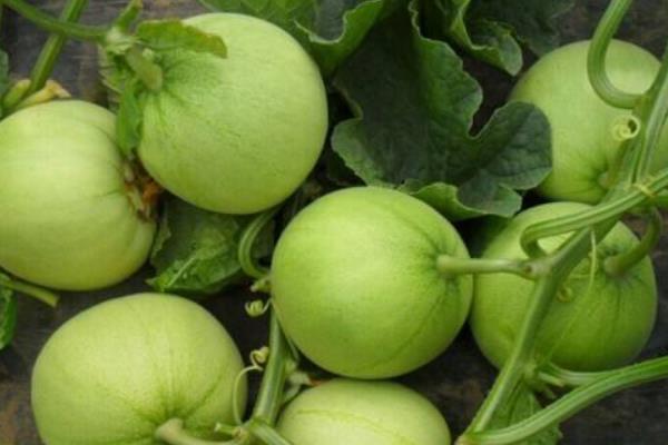 甜瓜新品種有哪些 甜瓜是涼性水果還是熱性水果