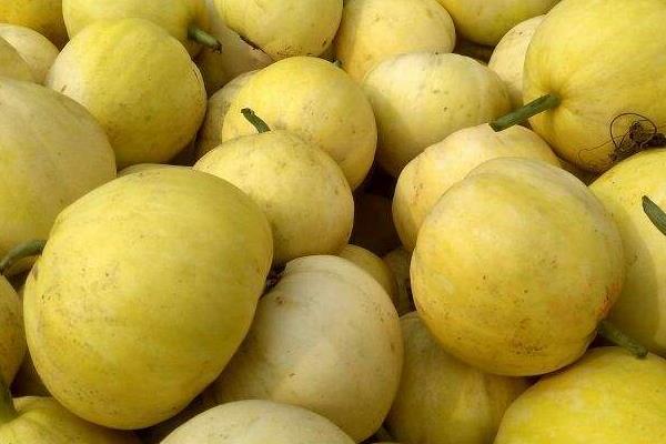 甜瓜新品種有哪些 甜瓜是涼性水果還是熱性水果