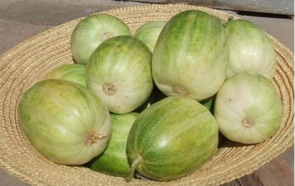 甜瓜新品種有哪些 甜瓜是涼性水果還是熱性水果