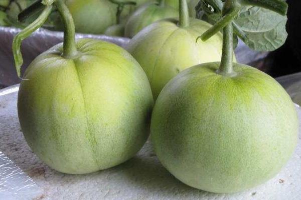 甜瓜新品種有哪些 甜瓜是涼性水果還是熱性水果