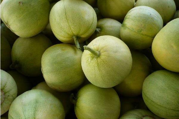 甜瓜新品種有哪些 甜瓜是涼性水果還是熱性水果