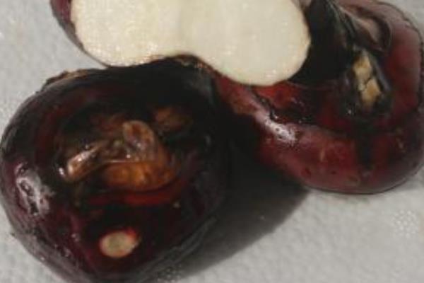 馬蹄果的功效與作用及禁忌 馬蹄果如何去皮