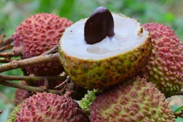 小核荔枝是什么品種 小核荔枝的種子能發(fā)芽嗎