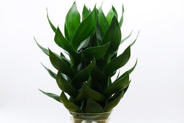 蓮花竹簡筆畫（圖解步驟） 養蓮花竹的寓意